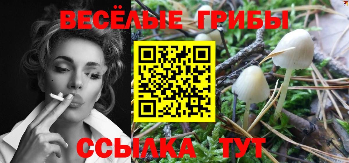 Калуга  Псилоцибиновые грибы Cubensis  Вход с VPN 